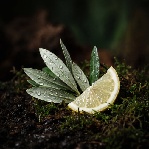 Olivo y cítricos